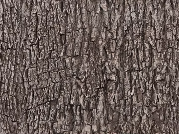bark texture (ID:ffajg08332)