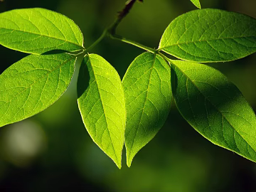 plant pattern texture (ID:ffagg23830)