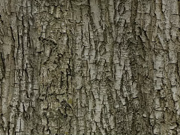 bark texture (ID:ffaff8931)