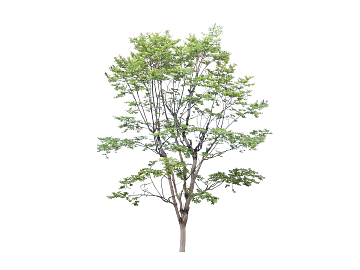 Plants texture (ID:ffabg08227)