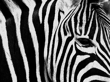 Animal painting texture (ID:ffaeg09453)