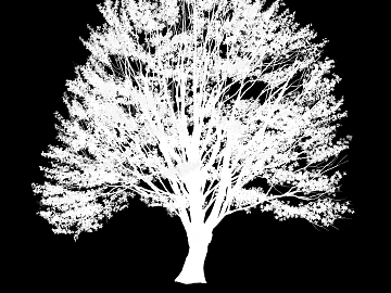 Plant Black and White Map texture (ID:ffaef8545)