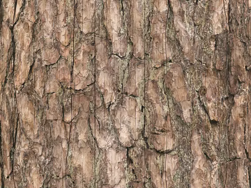 bark texture (ID:ffaeg25777)