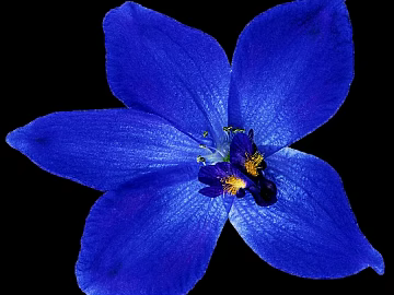 Flowers texture (ID:ffabg32325)