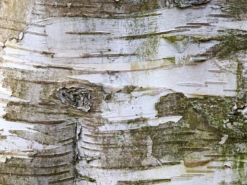 bark texture (ID:ffabg80011)