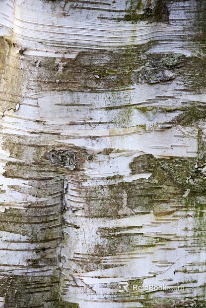 bark texture