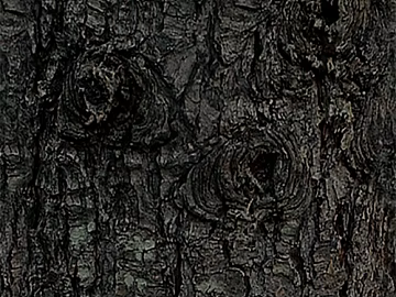 New Chinese Pine Bark texture (ID:ffajh010767)