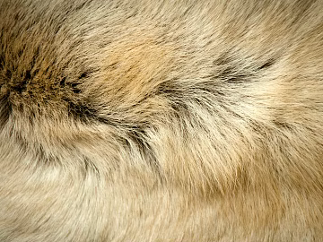 animal skin texture (ID:ffagg78458)