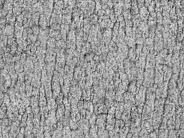 Light gray bark textured decorative veneer (ID:ffaeh946639)