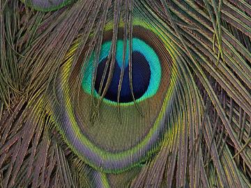 animal fur 3d model