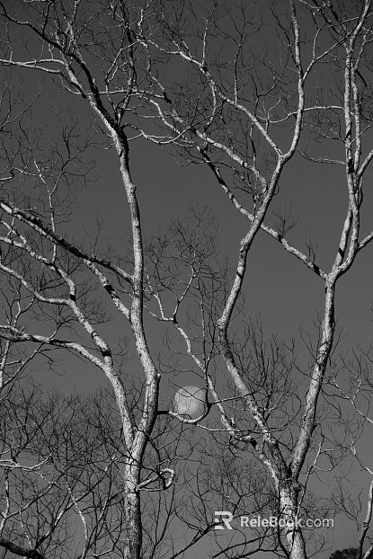 Tree texture