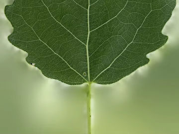 leaves texture (ID:ffaaf2769)