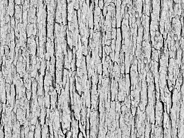 bark texture (ID:ffagg16787)