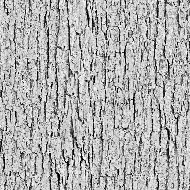 bark texture