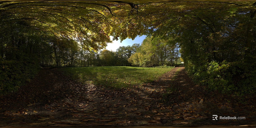 Wild Forest Daytime HDR texture