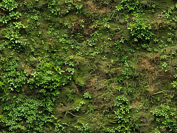 moss texture (ID:ffach055565)