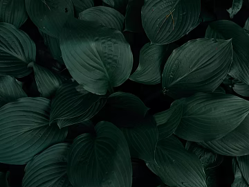 plant pattern texture (ID:ffagg45708)