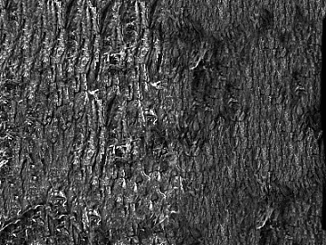 bark texture (ID:ffajg61964)