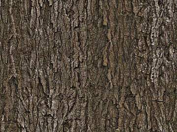 bark texture (ID:ffaag39364)