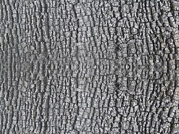 bark texture (ID:ffaag06876)