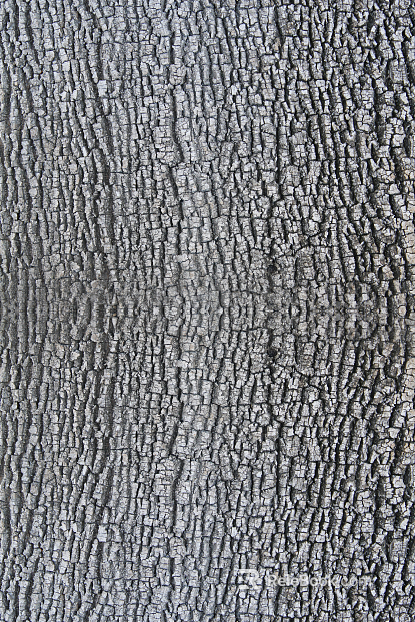 bark texture