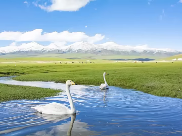 Wild Scenery texture (ID:ffagg67571)