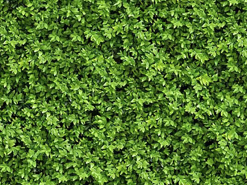 Green plant wall background decoration texture (ID:ffaeh205106)