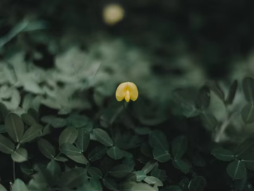 Plants texture (ID:ffagg47325)