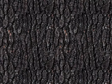bark texture (ID:ffajg70348)