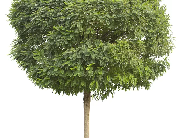 Trees Autumn Trees Big Trees Small Trees Commercial Trees Roadside Trees Community Greening texture (ID:ffach824443)