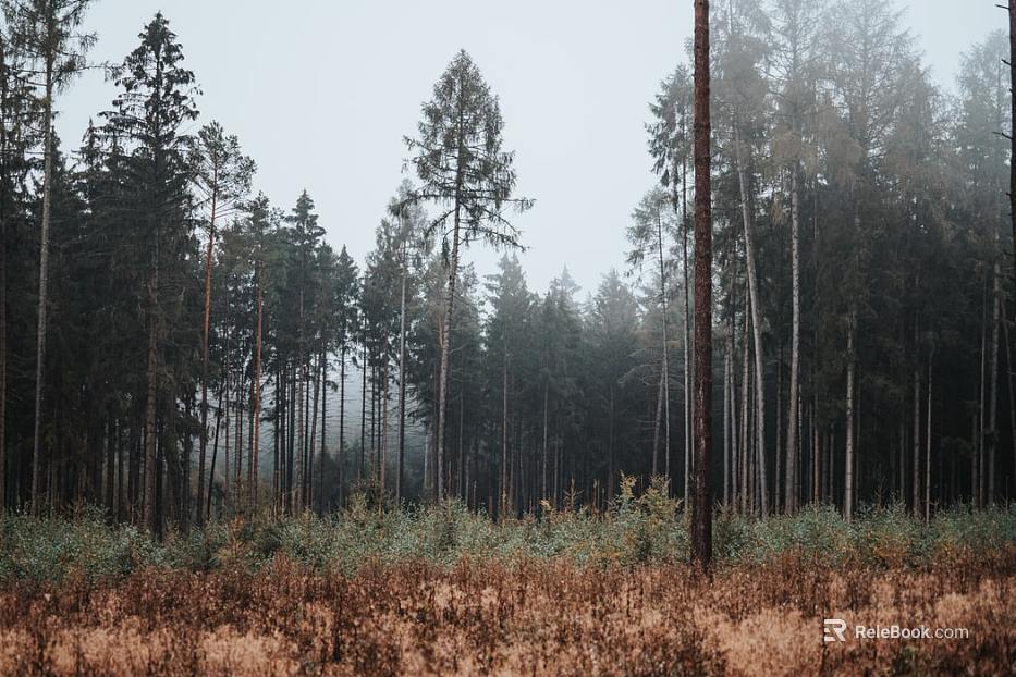 Wild Scenery texture