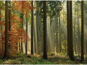 Wild Scenery texture (ID:ffadf2059)