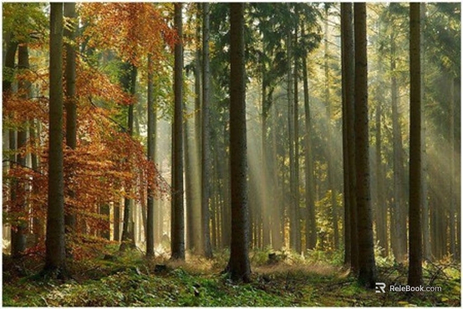 Wild Scenery texture