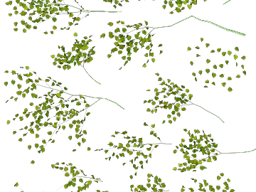 leaves 3d model