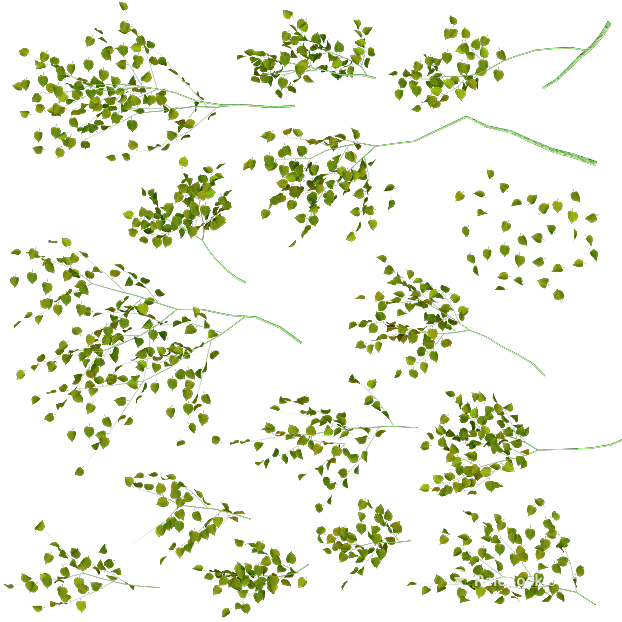 leaves texture