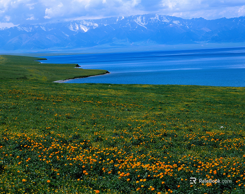 Wild Scenery texture