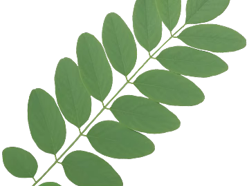leaves texture (ID:ffacg63264)
