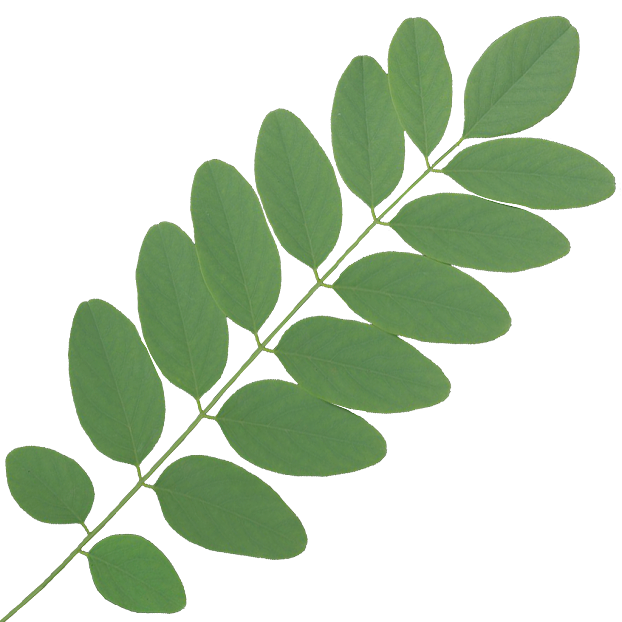 leaves texture