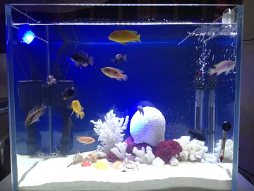Fish Tank Map texture (ID:ffagg39609)