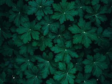 Plants texture (ID:ffagg53485)