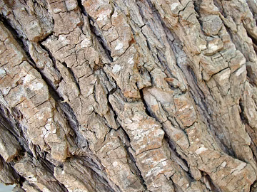 bark texture (ID:ffaag65422)