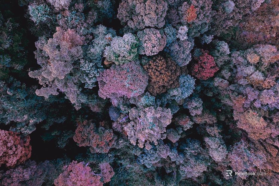 Coral texture