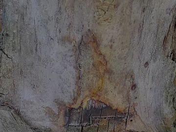 old wood texture (ID:ffaeg63828)