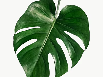 leaves texture (ID:ffajh416477)