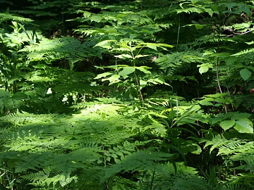 Plants texture (ID:ffabg72540)