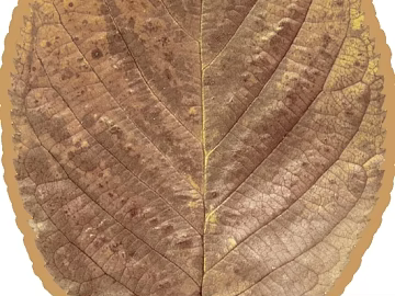 leaves texture (ID:ffajf3943)
