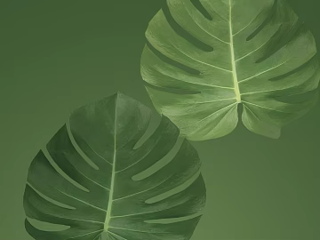 Green bamboo leaf decoration material texture (ID:ffaeh528826)
