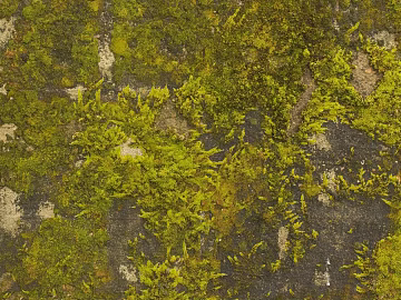 moss texture (ID:ffagg64917)