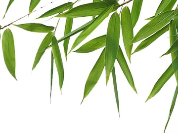 leaves texture (ID:ffaag42458)