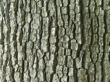 old bark texture (ID:ffach901774)